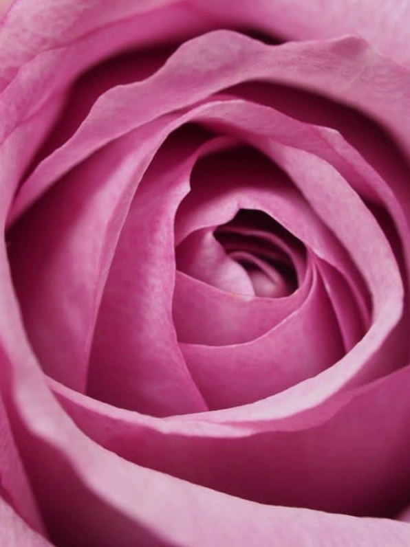 Hình nền hoa hồng xanh lôi cuốn