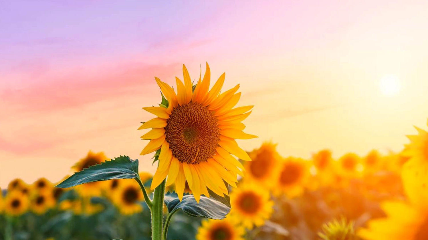 Hình nền hoa hướng dương 4k tuyệt đẹp