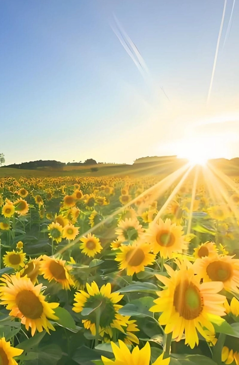 Hình nền hoa hướng dương bình minh 1