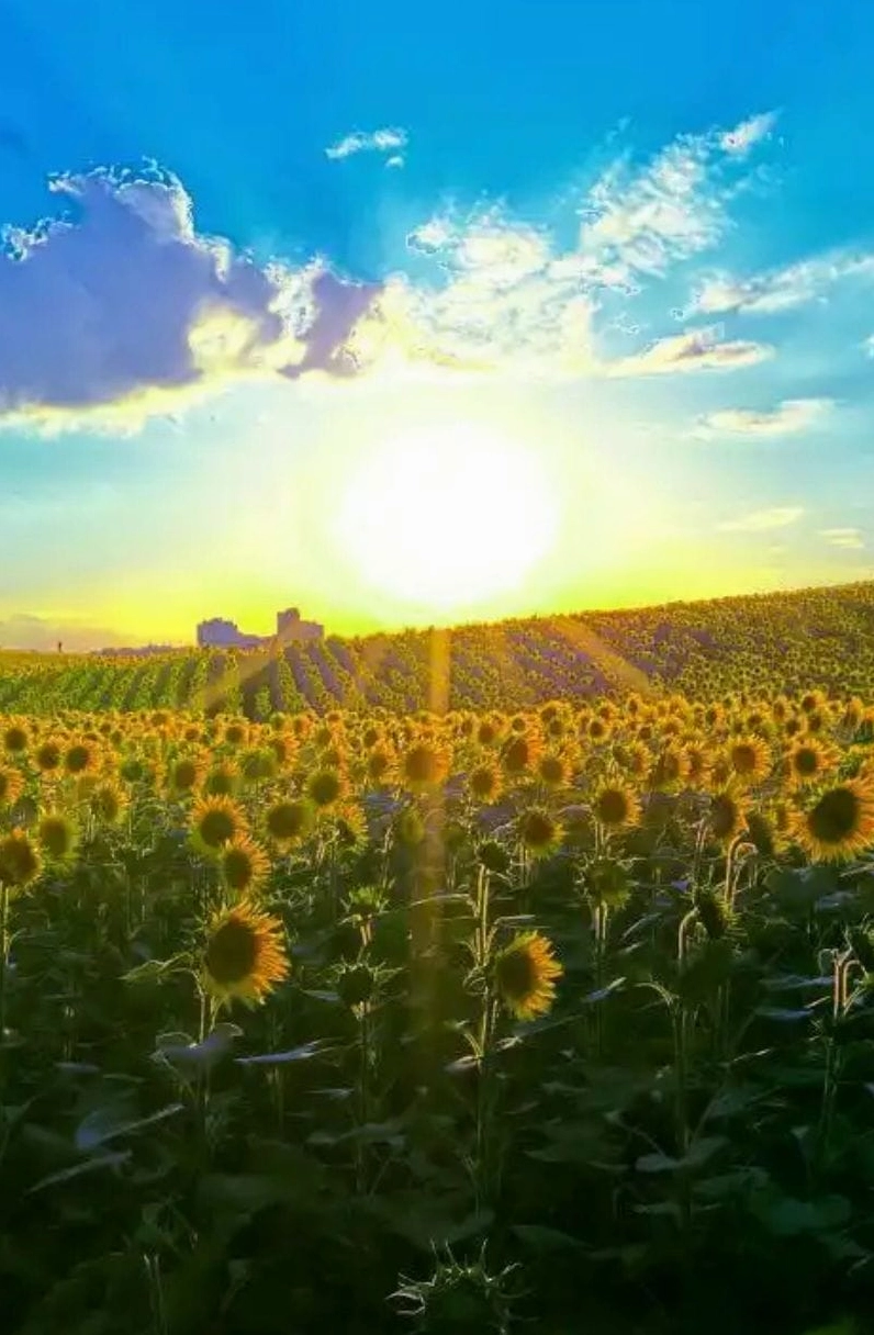 Hình nền hoa hướng dương bình minh 2
