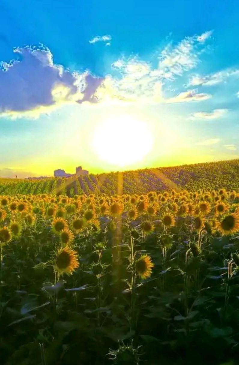 hình nền hoa hướng dương bình minh 2