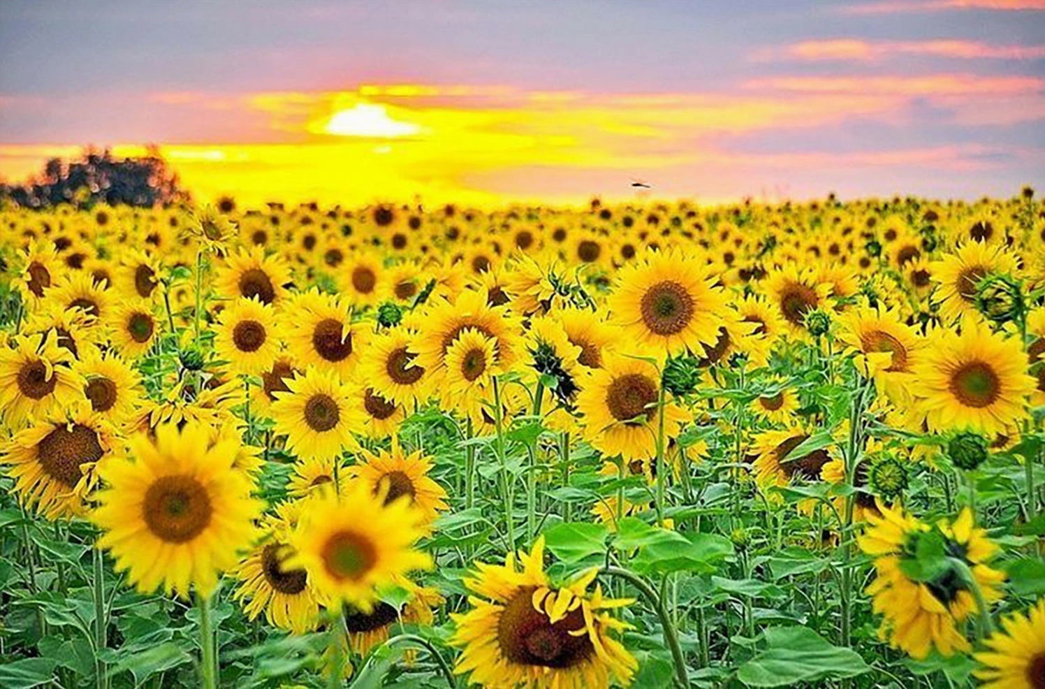 Hình nền hoa hướng dương chất lượng cao
