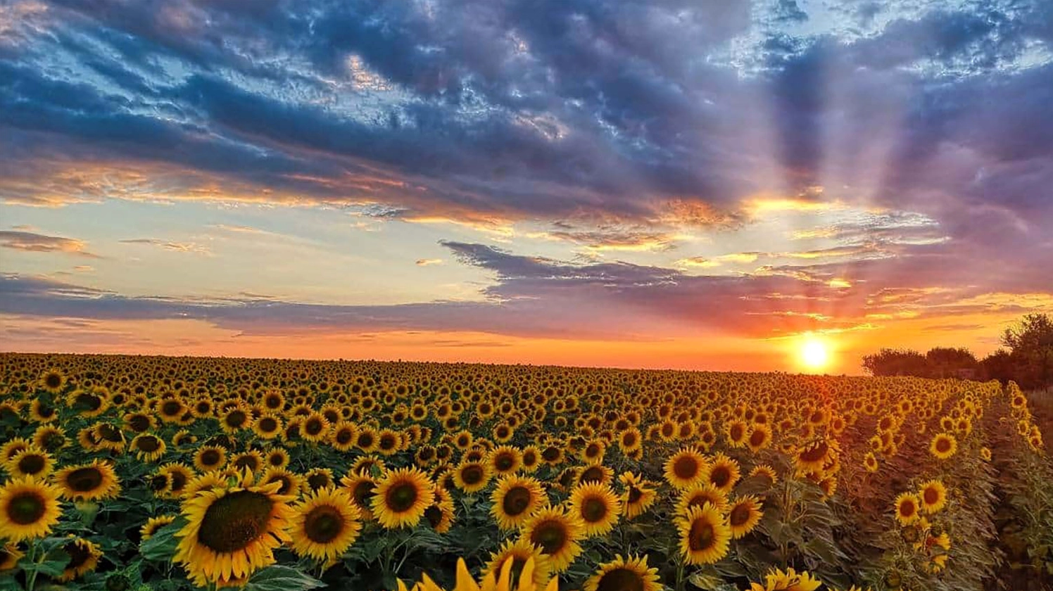 Hình nền hoa hướng dương cho máy tính