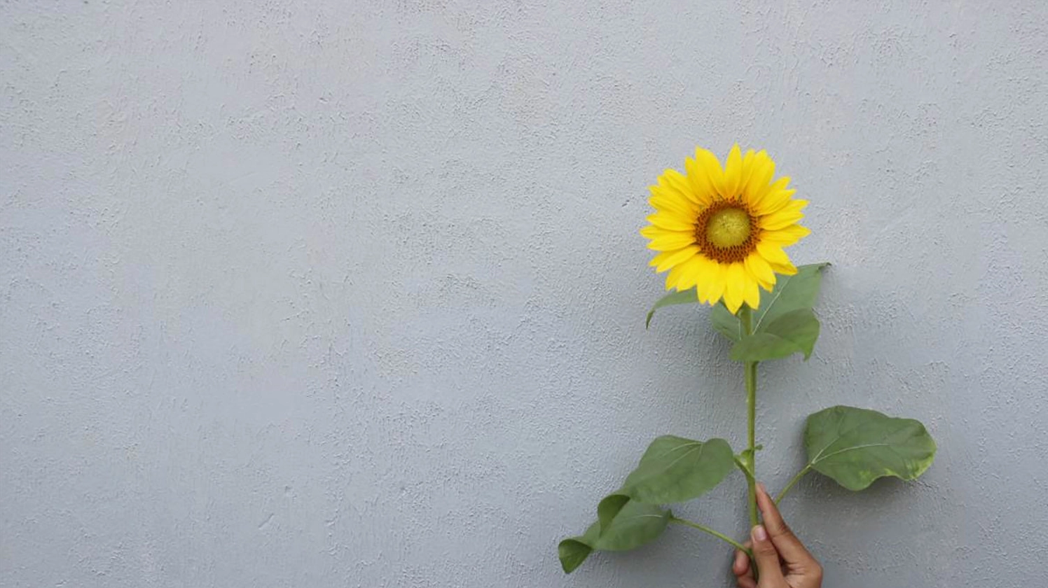 Hình nền hoa hướng dương đơn giản