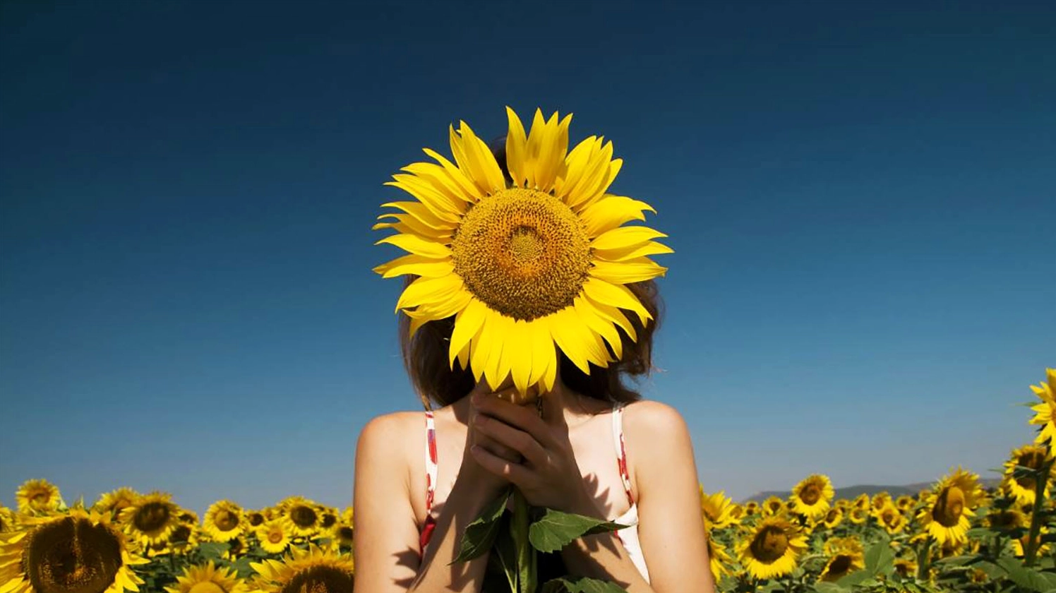 Hình nền hoa hướng dương rạng rỡ