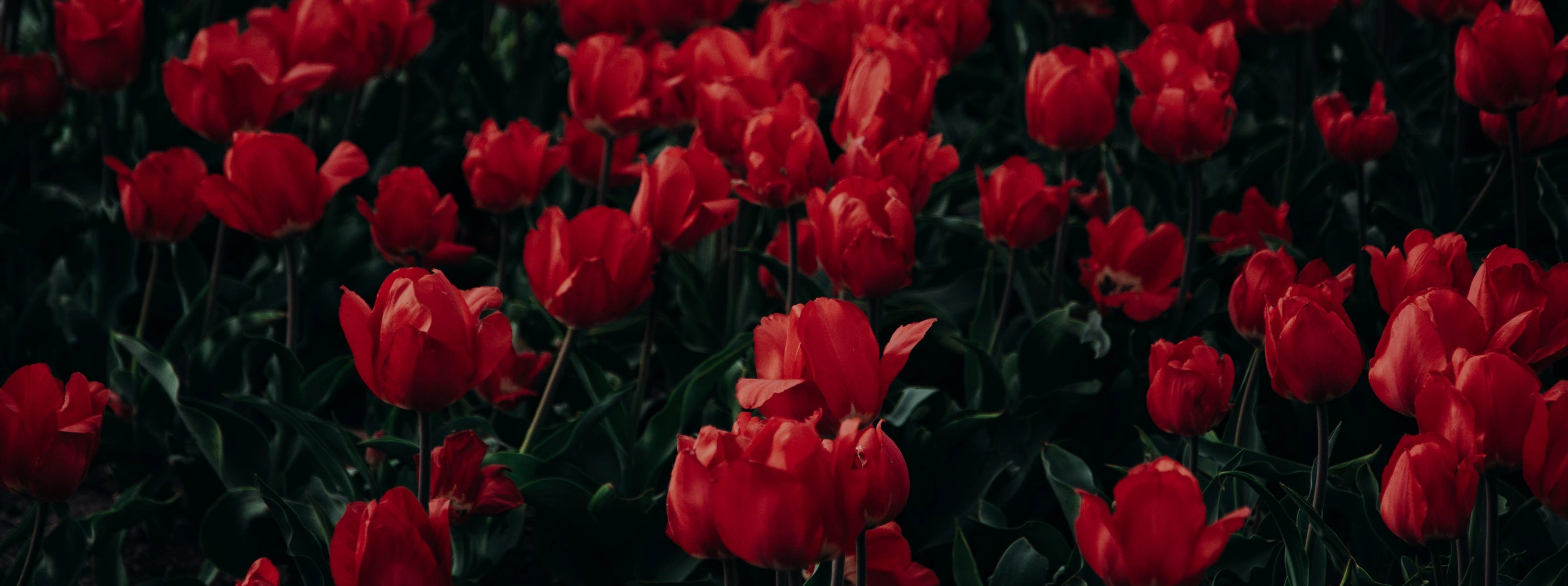 Hình nền hoa lá mùa xuân