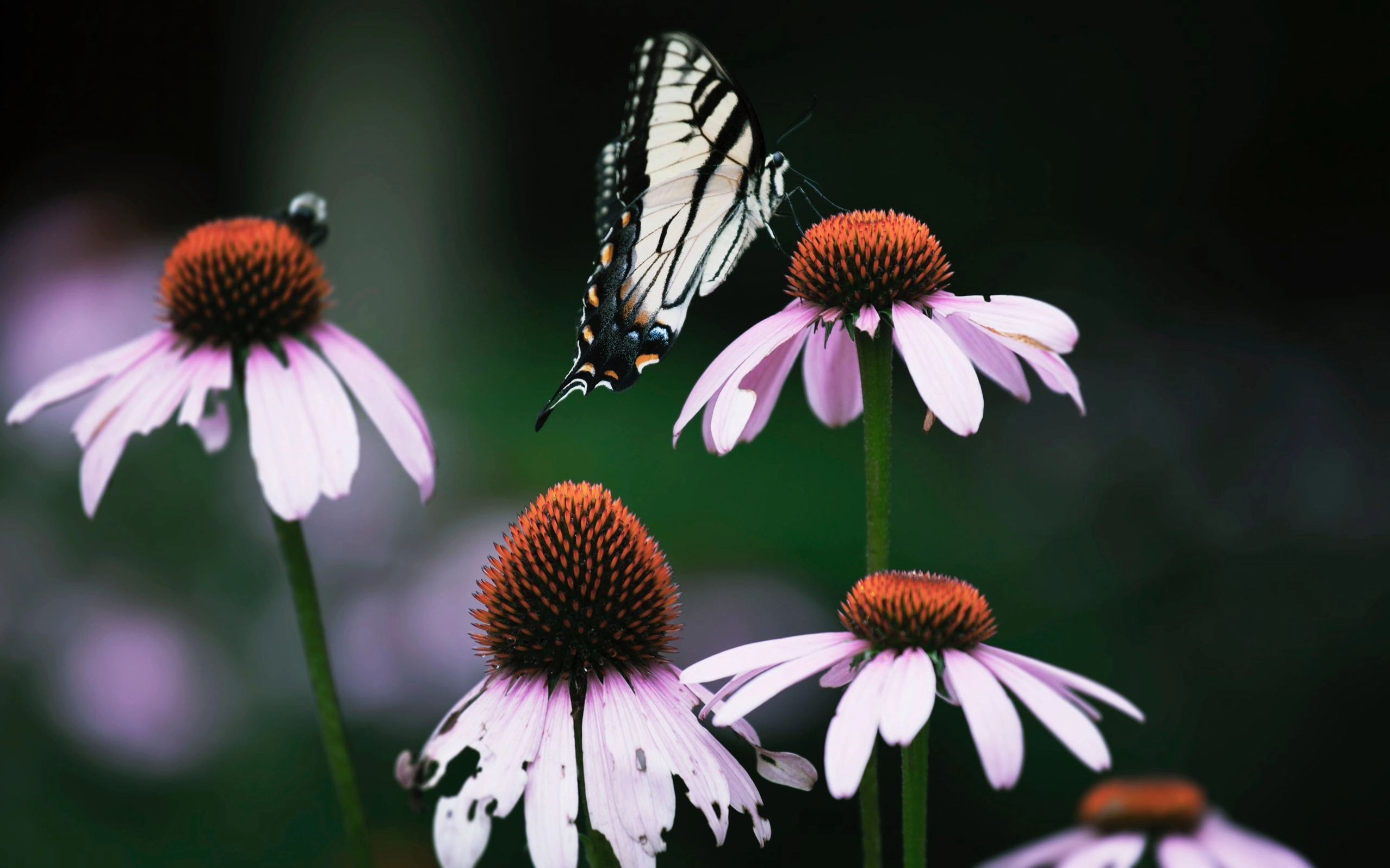 Hình nền hoa lá mùa xuân đẹp nhất