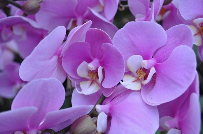 Hình Nền Hoa Lan Hồ Điệp cho điện thoại