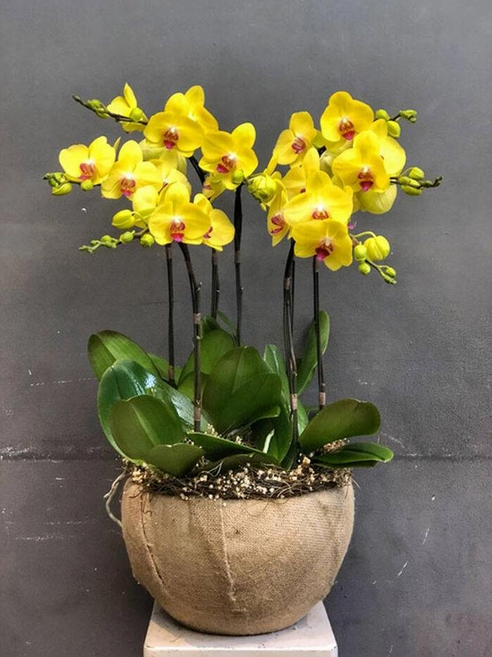 Hình nền hoa lan hồ điệp sang trọng đẳng cấp