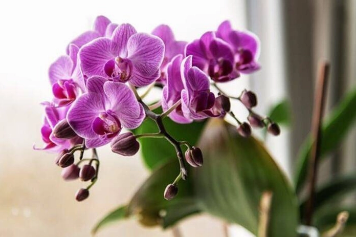 Hình nền hoa lan hồ điệp trắng muốt tinh khôi