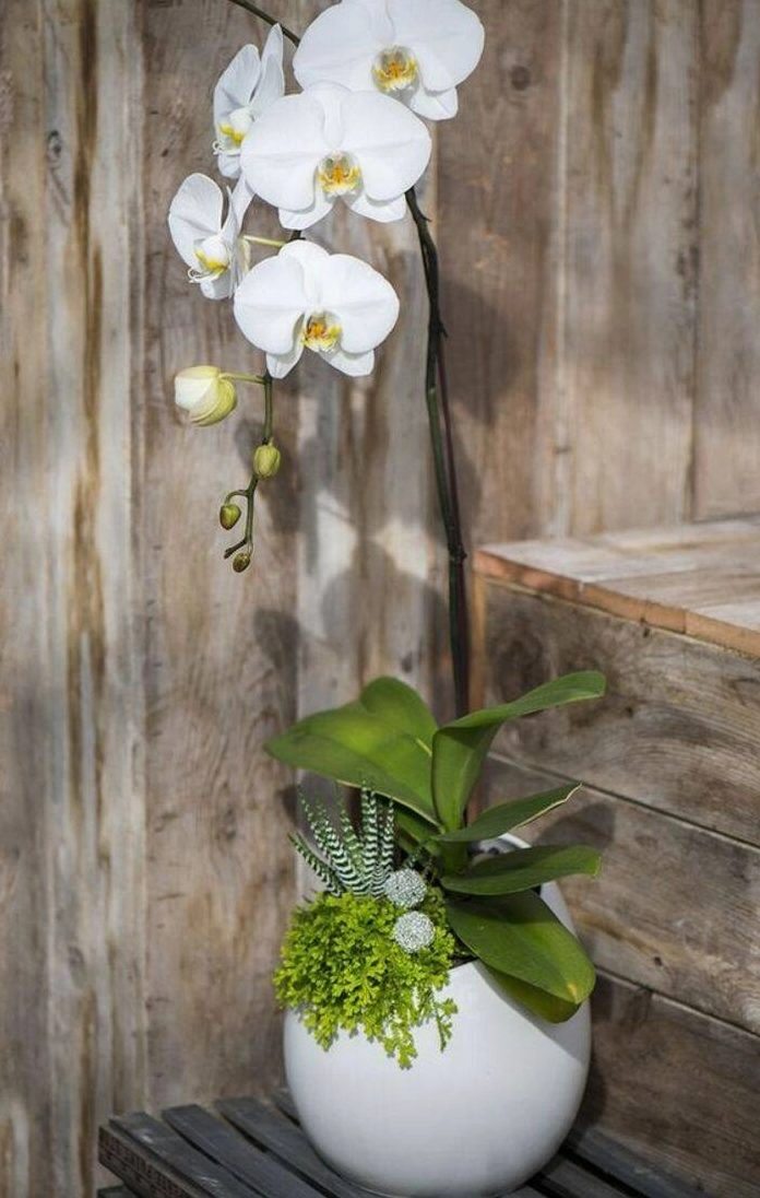 Hình nền hoa lan hồ điệp vàng óng ả