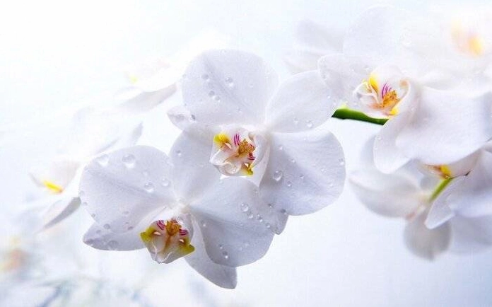 Hình Nền Hoa Lan Hồ Điệp vàng rực rỡ