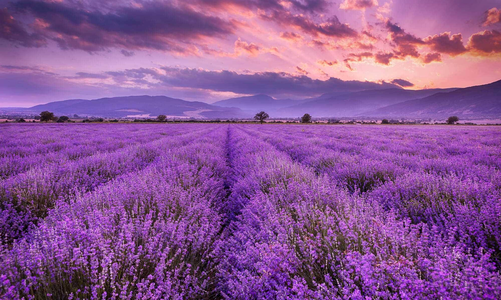 Hình nền hoa lavender đẹp tôn vinh vẻ đẹp của thiên nhiên