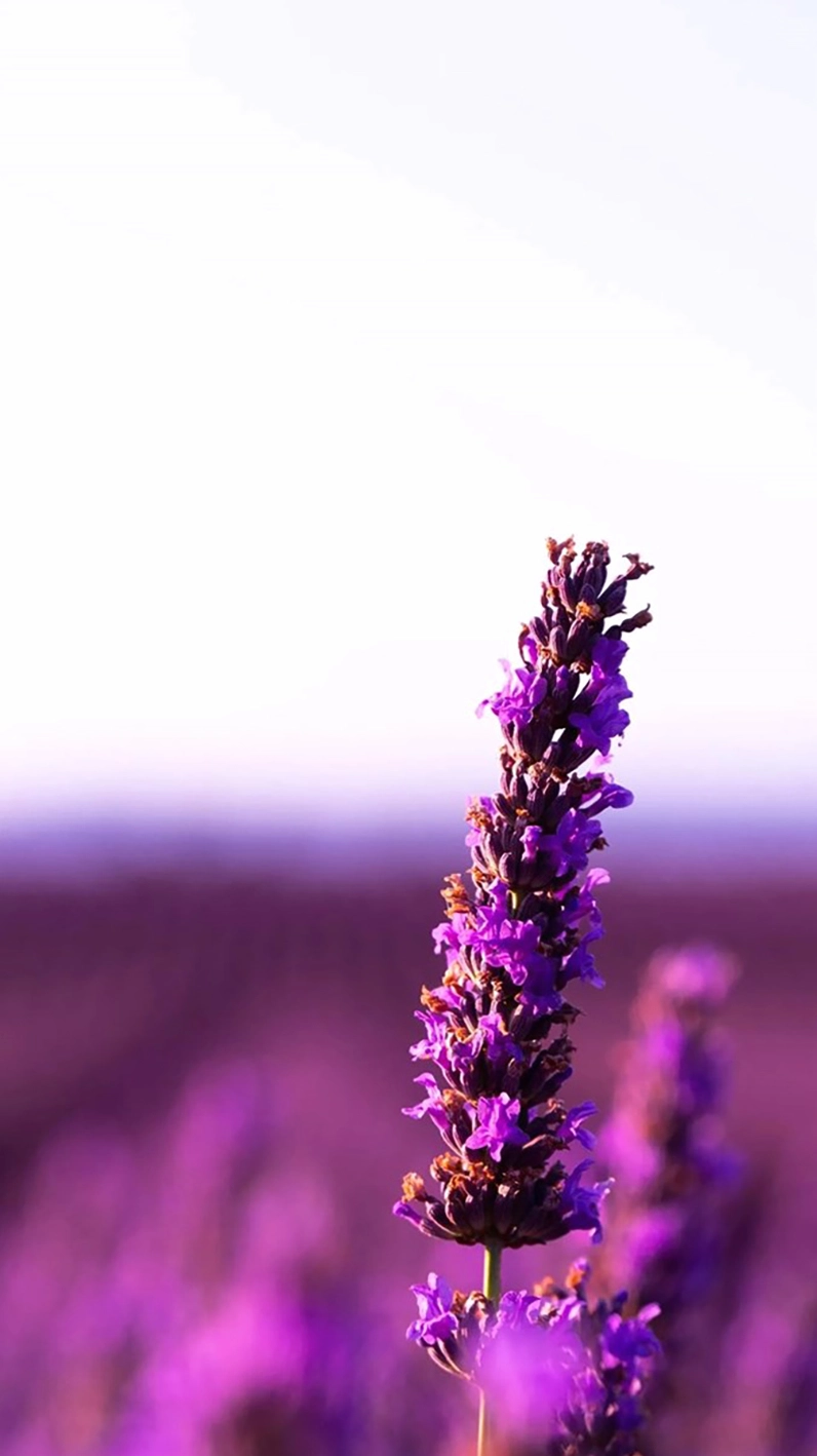 Hình nền hoa lavender mang nhiều ý nghĩa phong phú về tình yêu và bình an