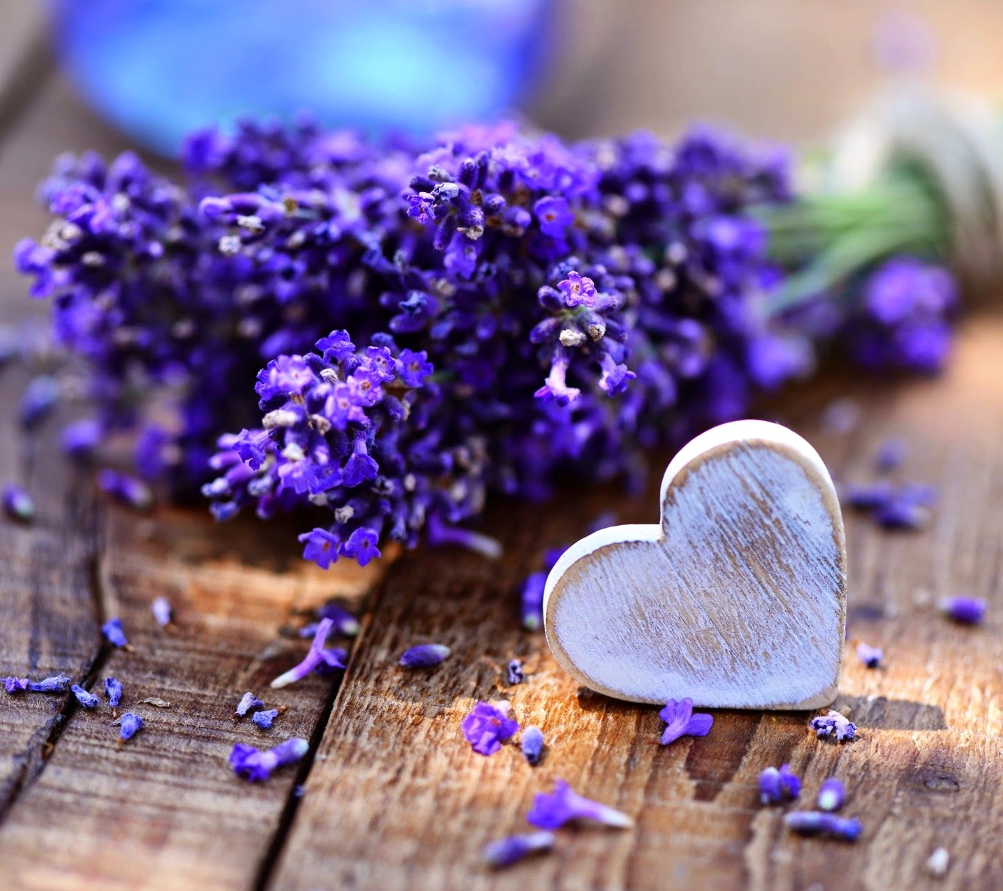 Hình nền hoa lavender tuyệt đẹp làm mới màn hình điện thoại