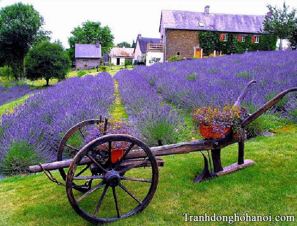 Hình nền hoa lavender vẻ đẹp tuyệt đỉnh và trang nhã