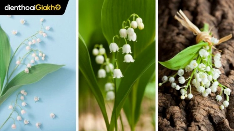 Hình nền hoa linh lan trắng