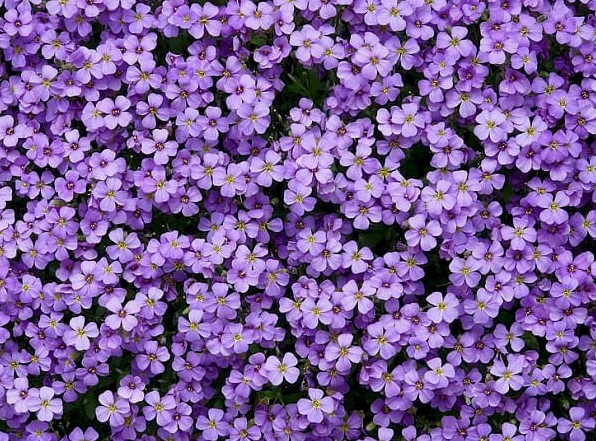 Hình nền hoa lưu ly tím đẹp nhất cho máy tính