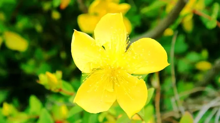 Hình nền hoa mai 4k cho máy tính đón Tết thêm phần rộn ràng