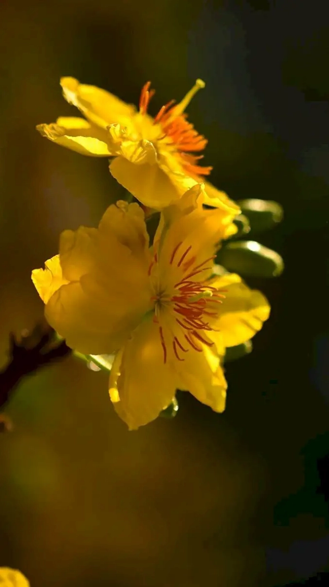 Hình nền hoa mai đẹp rạng rỡ cho ngày Tết