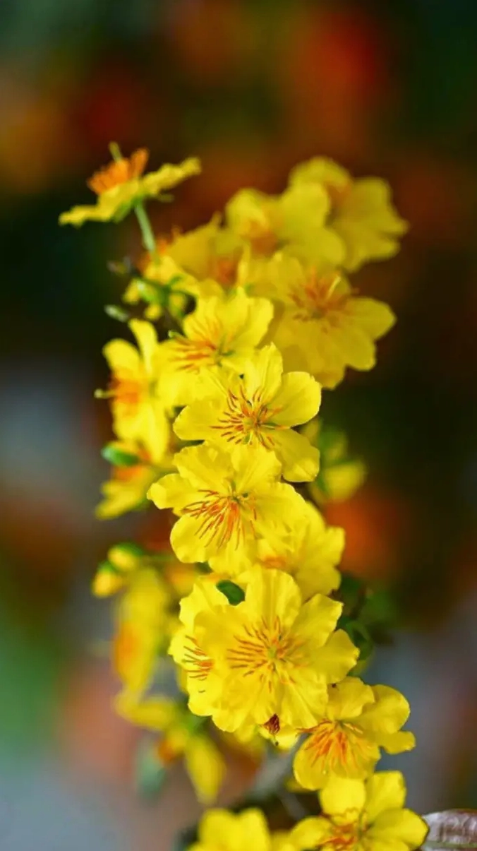 Hình nền hoa mai lung linh cho thiết bị di động