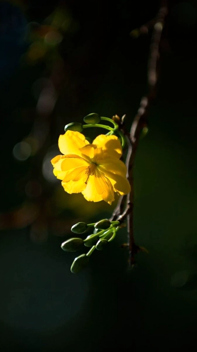 Hình nền hoa mai sắc nét