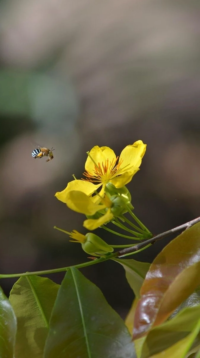 Hình nền hoa mai Tết 3D sắc nét