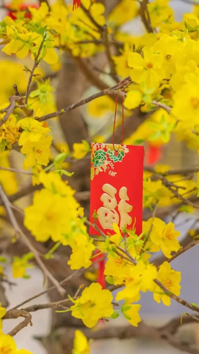 Hình nền hoa mai Tết cho điện thoại