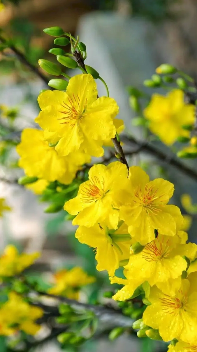 Hình nền hoa mai Tết cho điện thoại lung linh