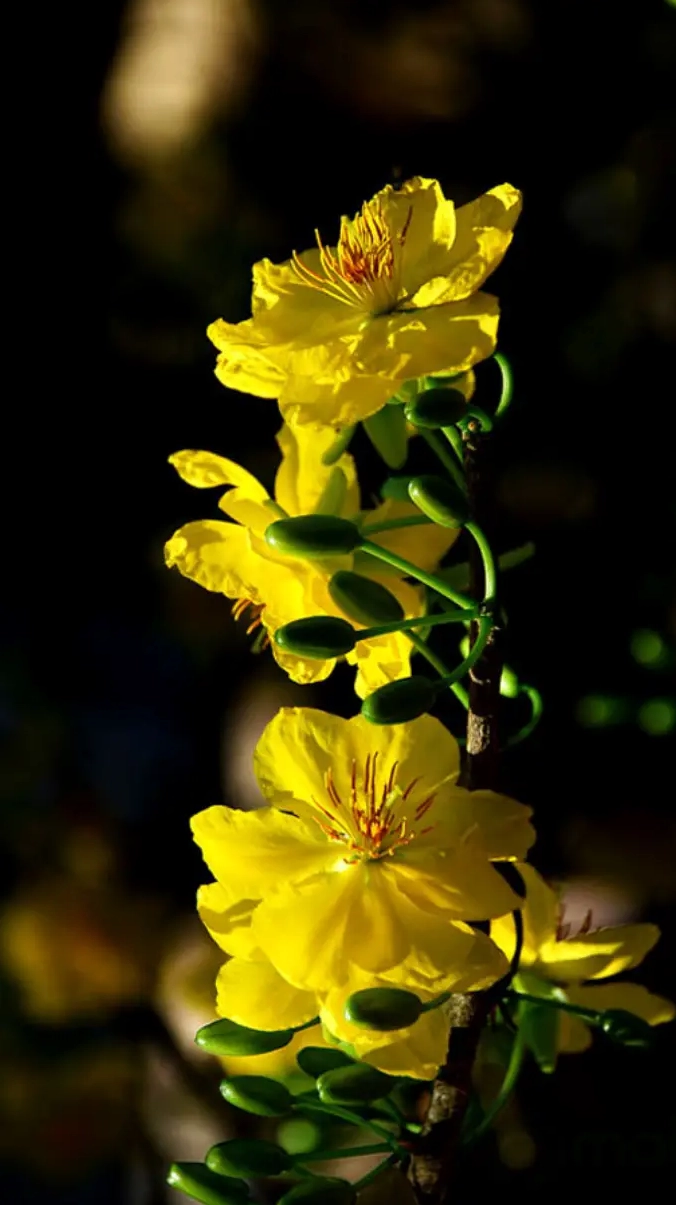 Hình nền hoa mai Tết cho điện thoại mang lại may mắn