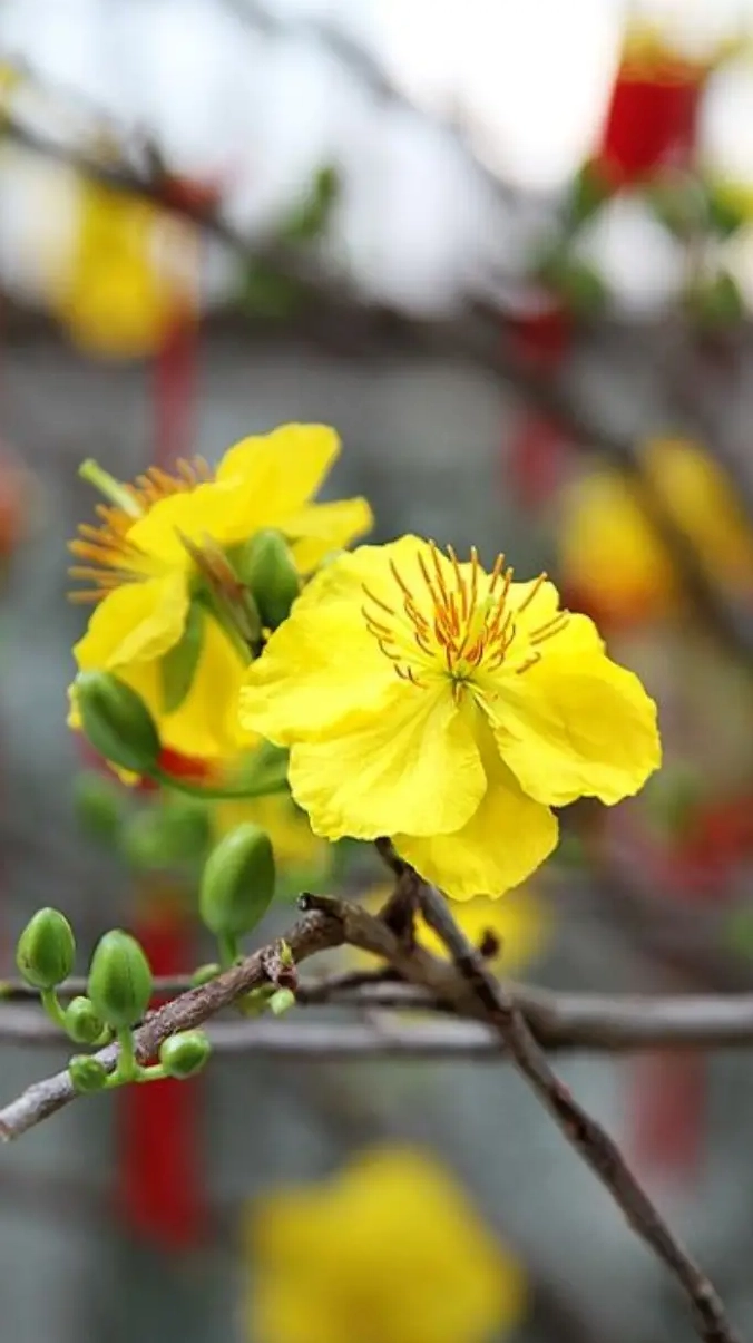 Hình nền hoa mai Tết cho điện thoại nghệ thuật