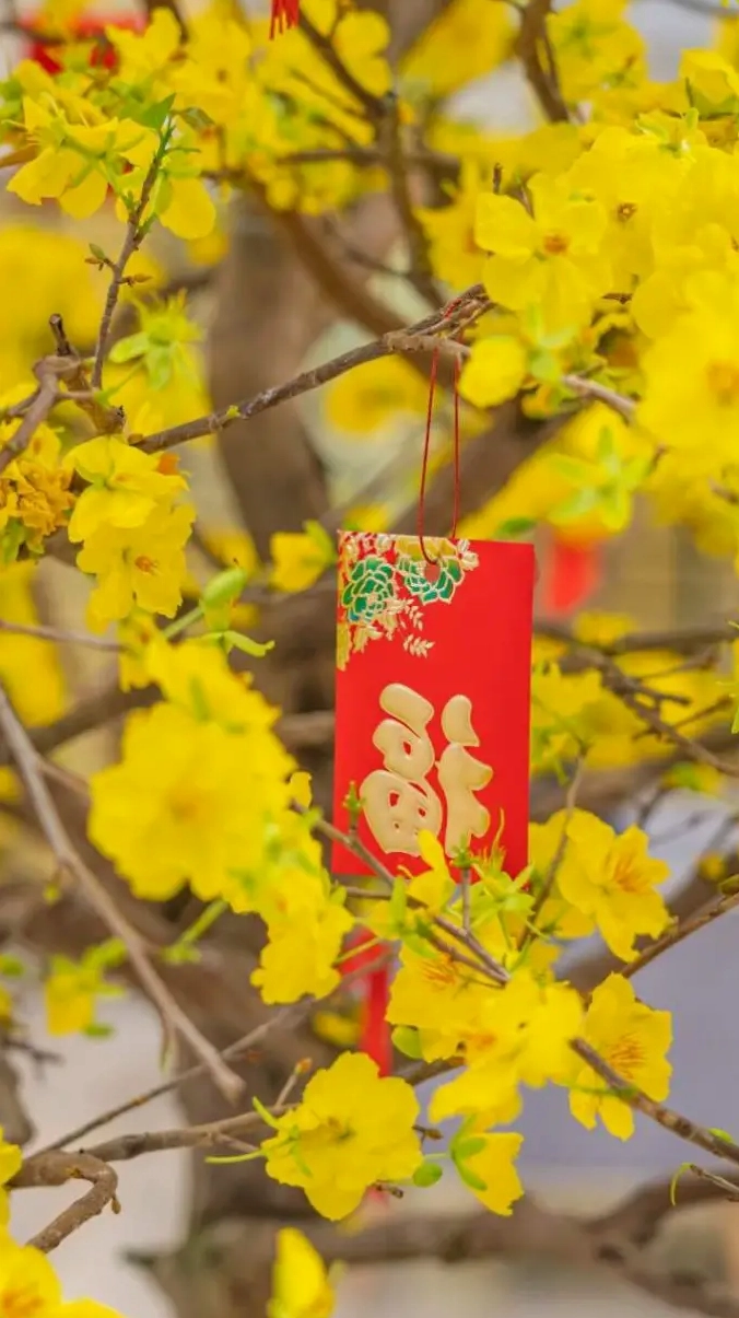 Hình nền hoa mai Tết cho điện thoại rạng rỡ