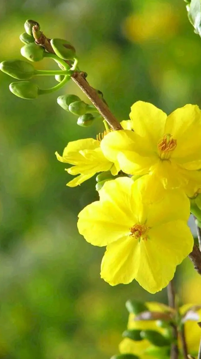 Hình nền hoa mai Tết cho điện thoại sắc nét