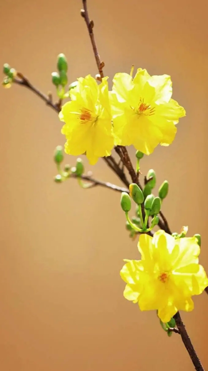 Hình nền hoa mai Tết cho điện thoại tươi mới