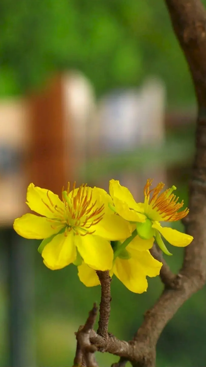 Hình nền hoa mai Tết cho điện thoại tuyệt đẹp