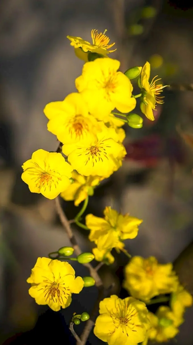 Hình nền hoa mai Tết dành cho điện thoại iPhone