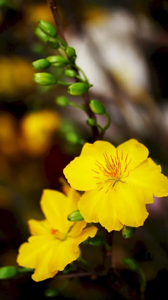 Hình nền hoa mai Tết mang đến may mắn