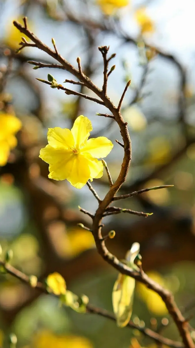 Hình nền hoa mai Tết nghệ thuật