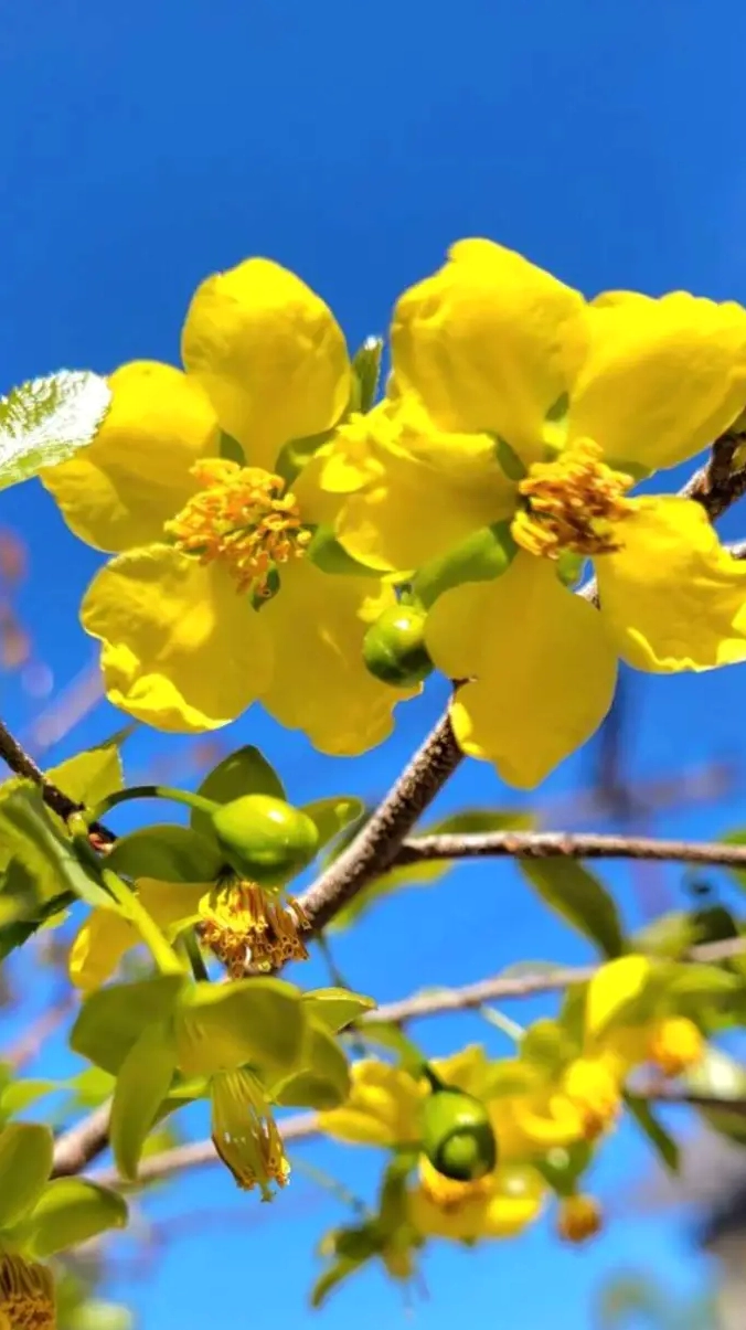 Hình nền hoa mai tuyệt đẹp cho màn hình chính điện thoại