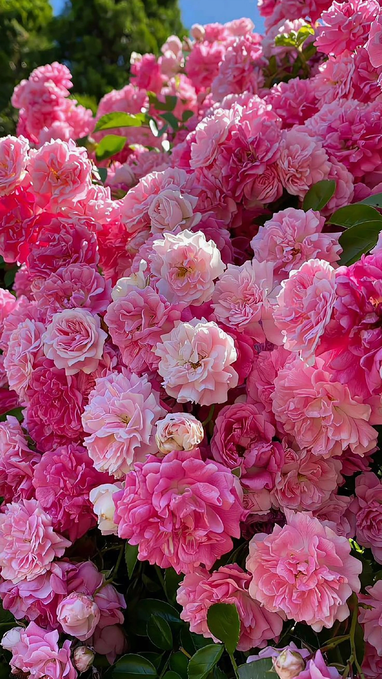 hinh-nen-hoa-mau-don-13