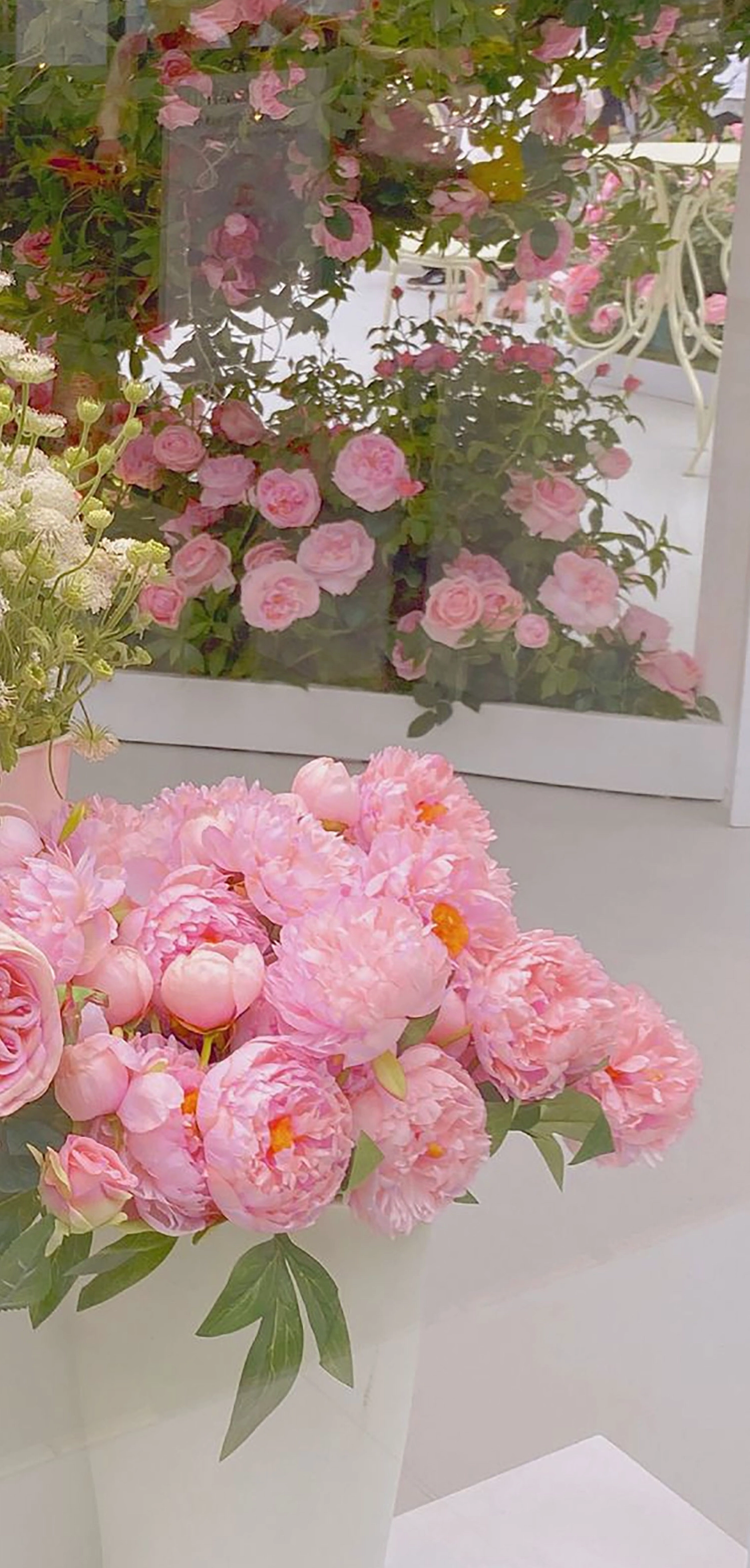 Hình nền hoa mẫu đơn 13 duyên dáng