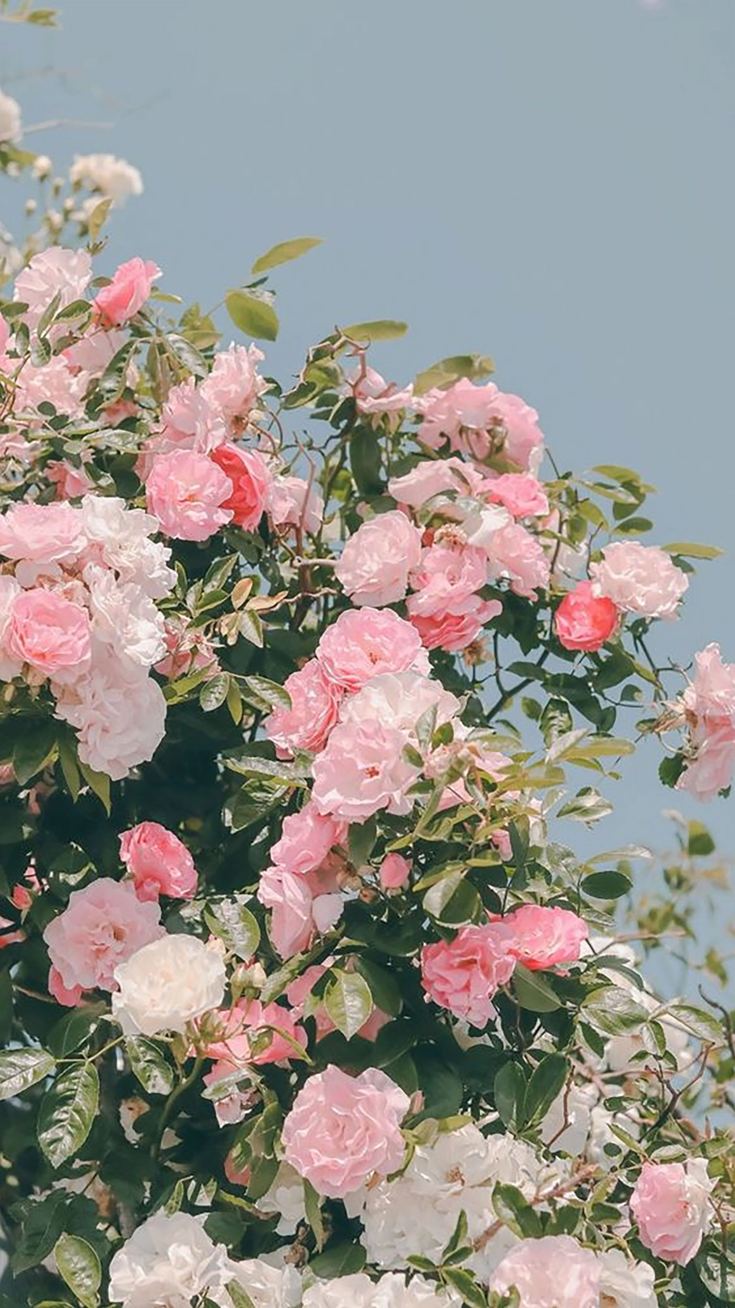 Hình nền hoa mẫu đơn 13 lung linh