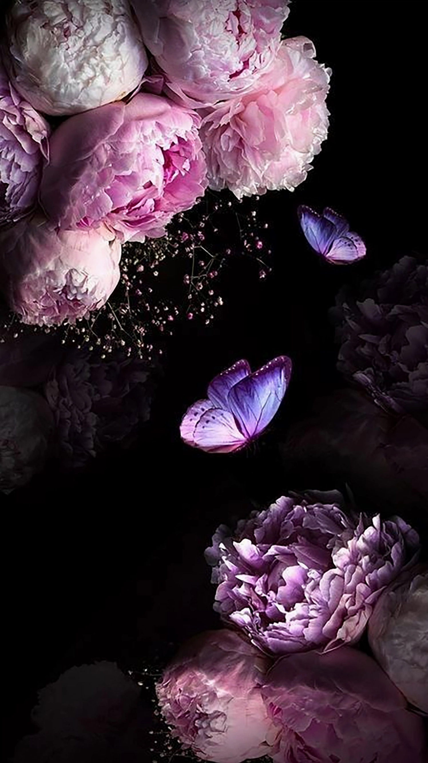 Hình nền hoa mẫu đơn 18 kiêu sa