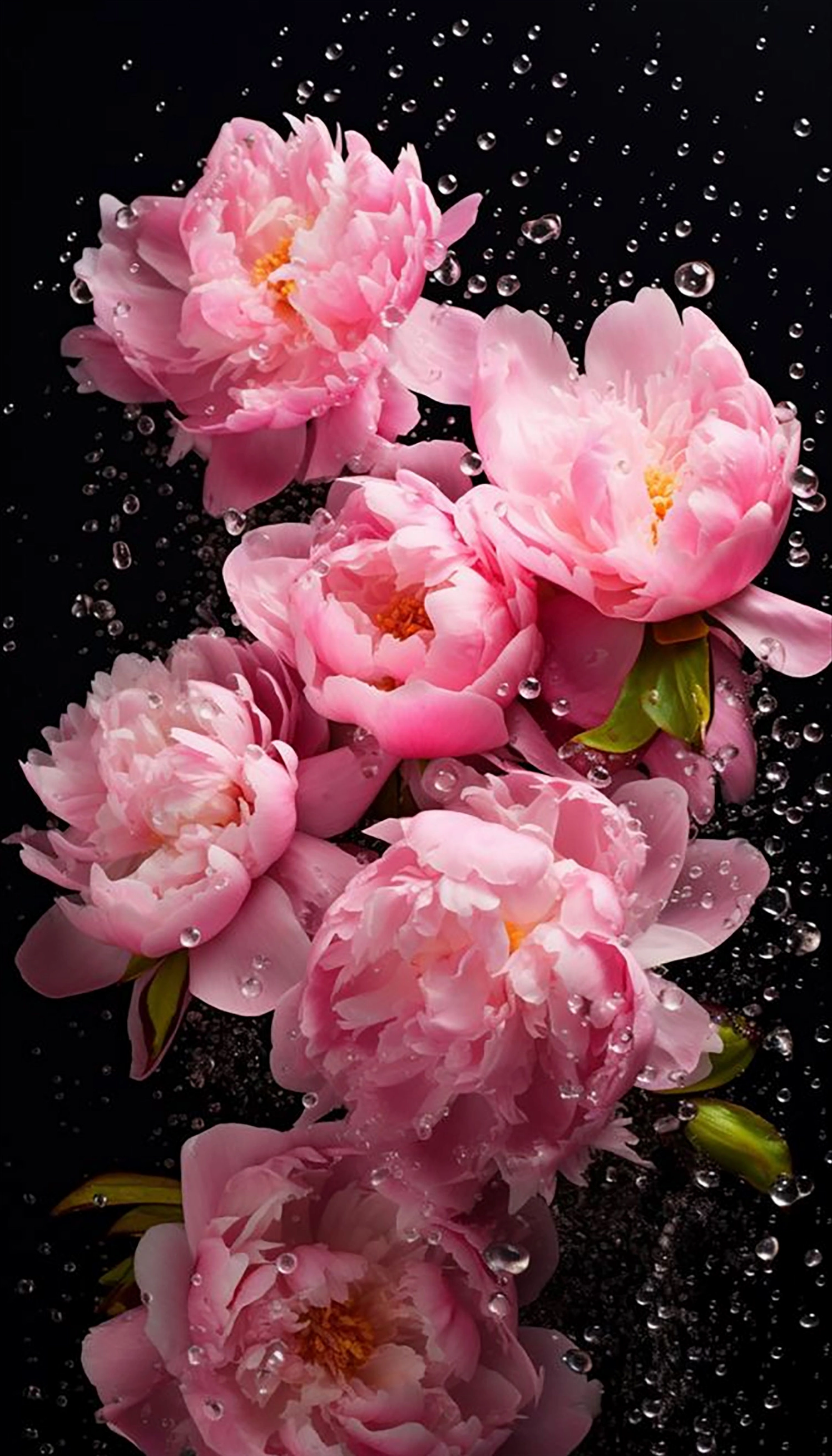 Hình nền hoa mẫu đơn 23 lãng mạn