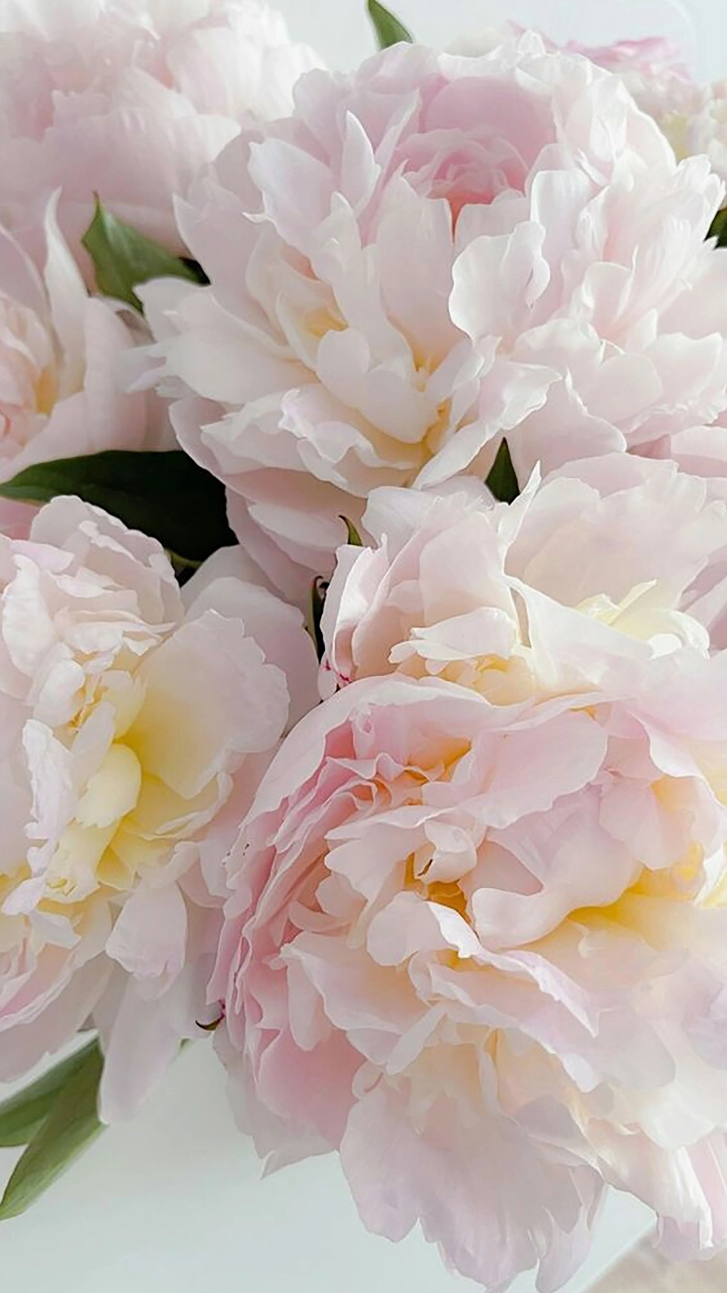 hinh-nen-hoa-mau-don-6