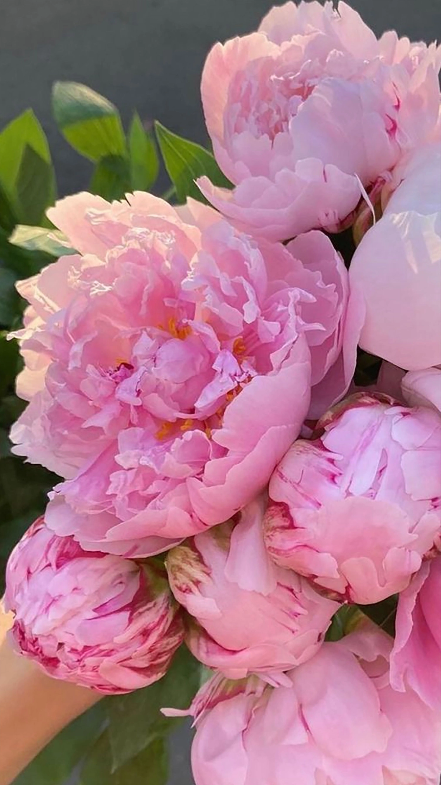 Hình nền hoa mẫu đơn 8 tinh tế