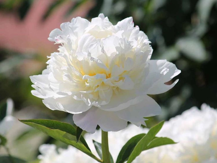 Hình nền hoa mẫu đơn full hd đẹp rực rỡ