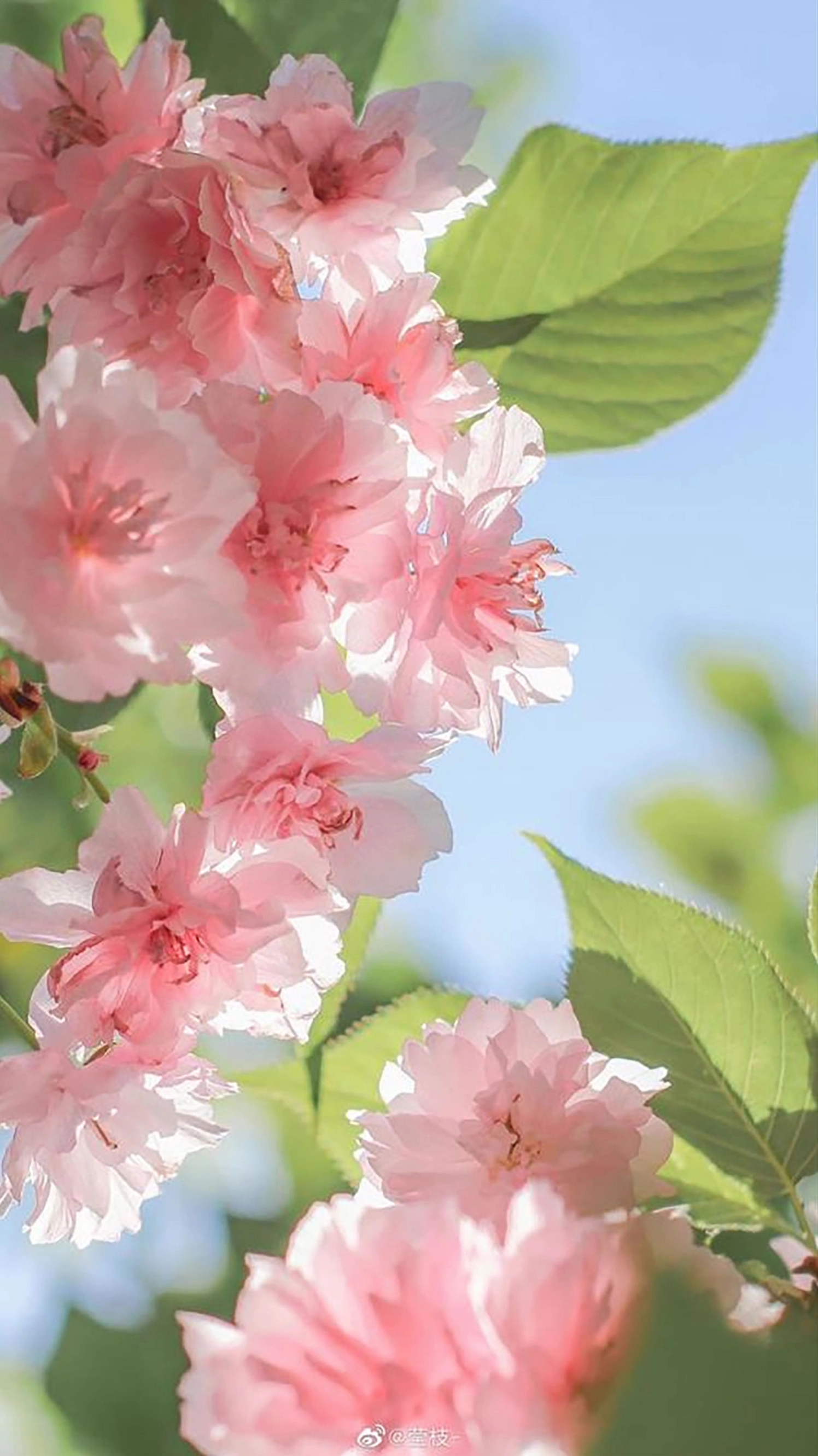 Hình nền hoa mẫu đơn rạng rỡ