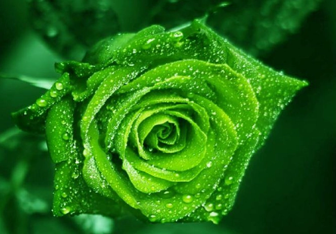 Hình nền hoa màu xanh lá cây tươi mát và thư thái