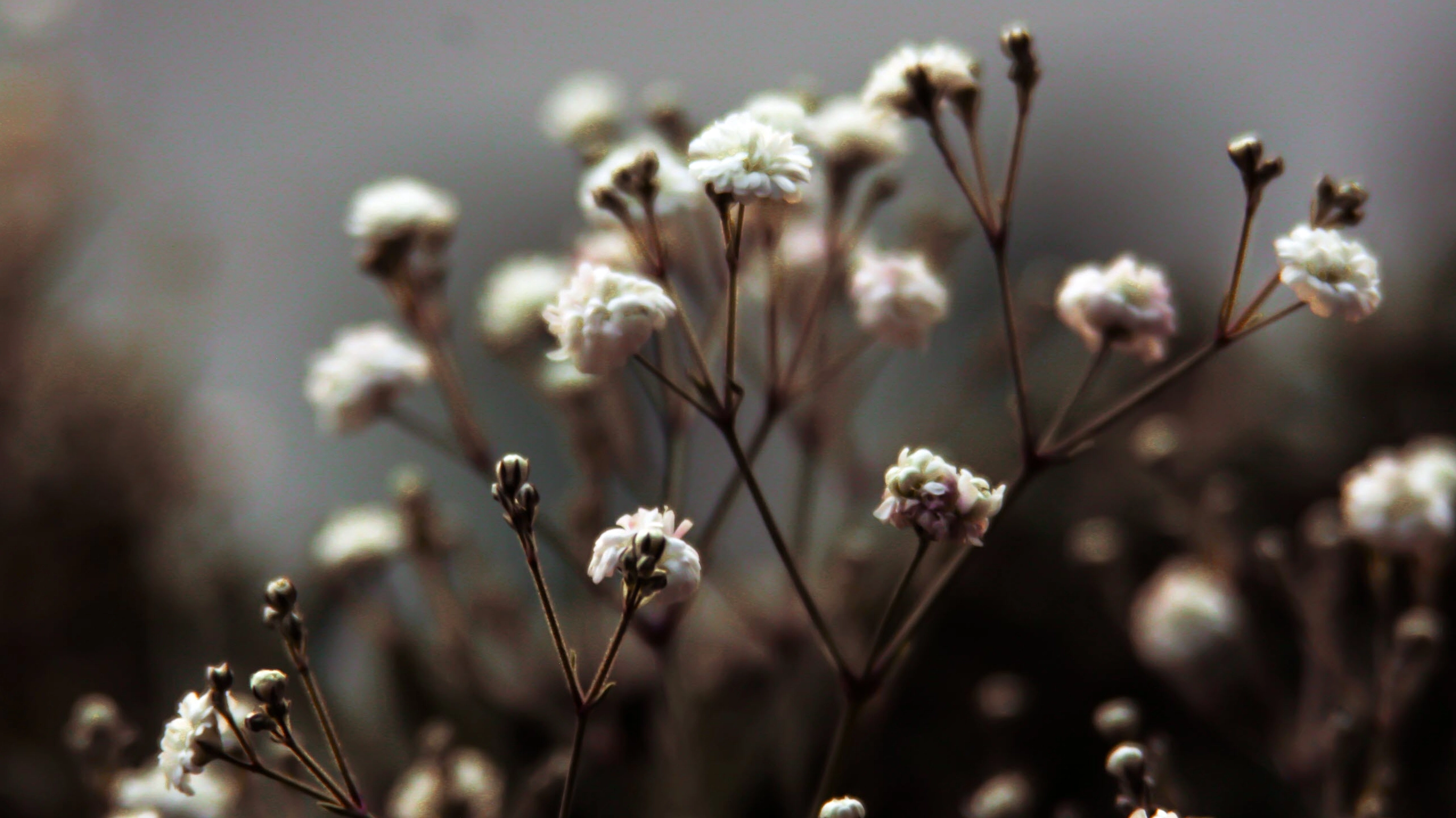 Hình nền hoa mùa xuân cực đẹp